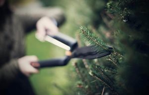 kirschlorbeer schneiden