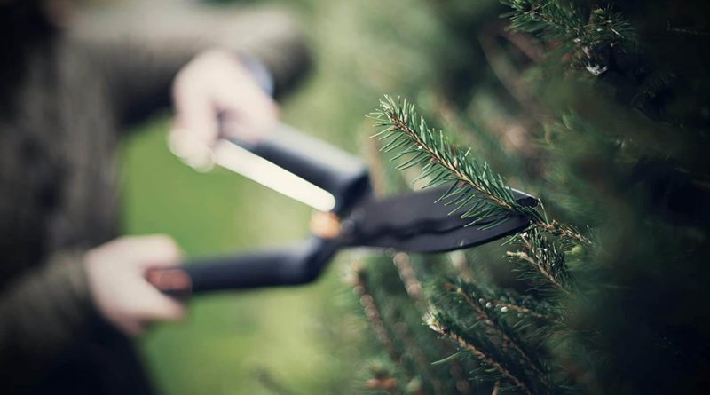 kirschlorbeer schneiden