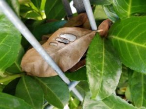 Kirschlorbeer-braune-Blätter