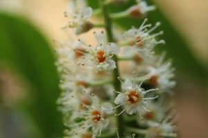 kirschlorbeer blüten