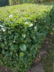 kirschlorbeer-grün