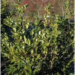 Aufrechte Lorbeerkirsche 60-80cm - Prunus