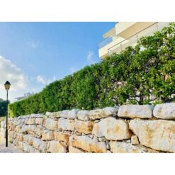 Baumfink Kirschlorbeer im Topf 15-30cm