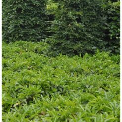 Bodendecker Lorbeerkirsche Mount Vernon 20-30cm - Prunus