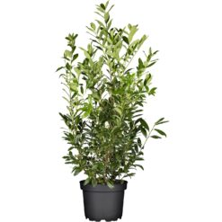 GROW by OBI Kirschlorbeer Caucasica Höhe ca. 100 cm Topf ca. 10