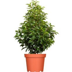 GROW by OBI Portugiesischer Kirschlorbeer Höhe ca. 80-100cm Topf ca.7