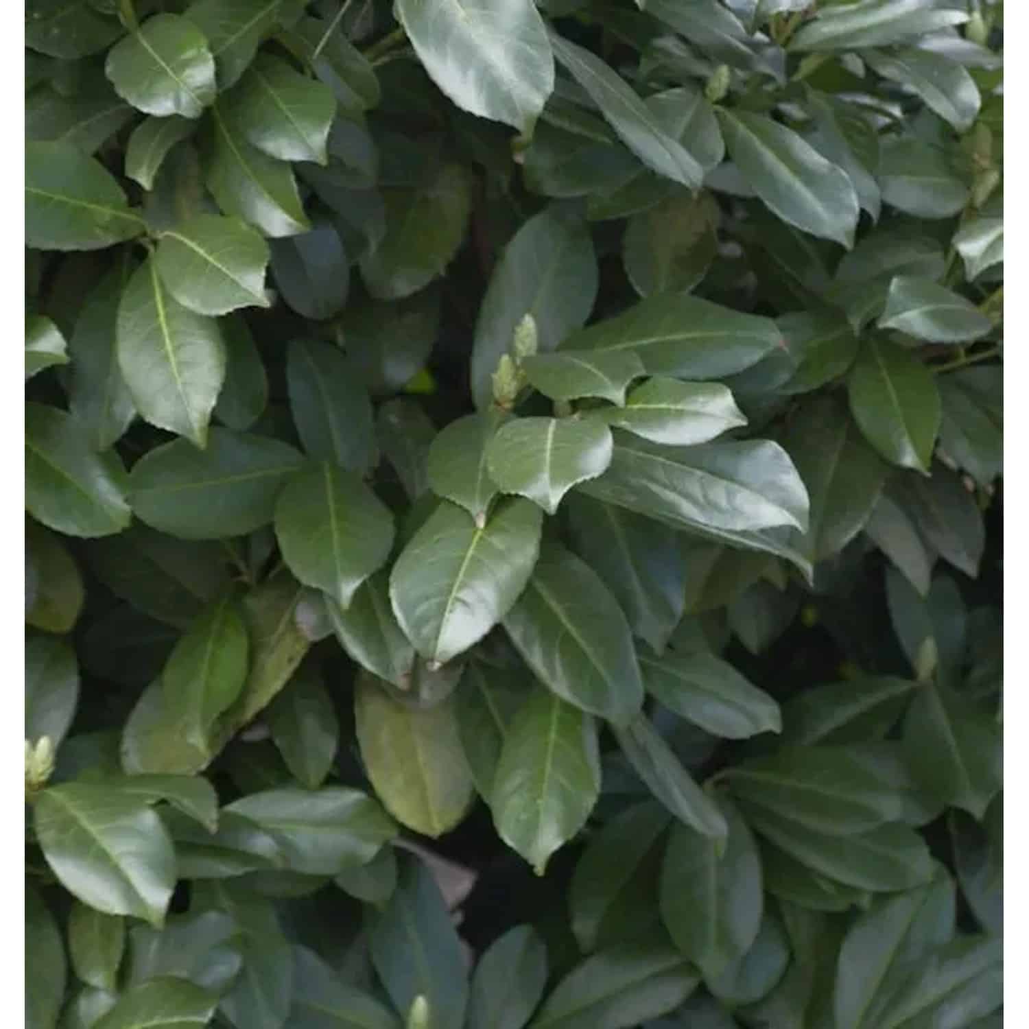 Hochstamm Lorbeerkirsche Etna 100-125cm - Prunus