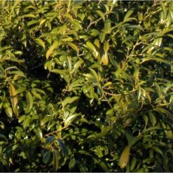 Hochstamm Lorbeerkirsche Sofia 100-125cm - Prunus