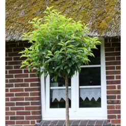 Hochstamm Portugiesische Lorbeerkirsche Angustifolia 40-60cm - Prunus