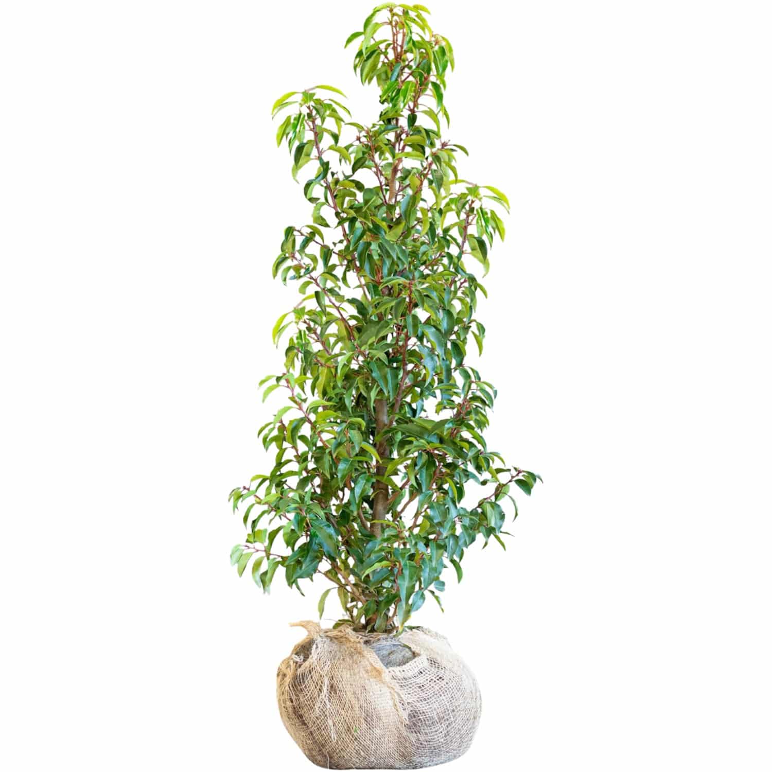 Kirschlorbeer Angustifolia Set à 10 Stück Höhe ca. 125-150cm Prunus