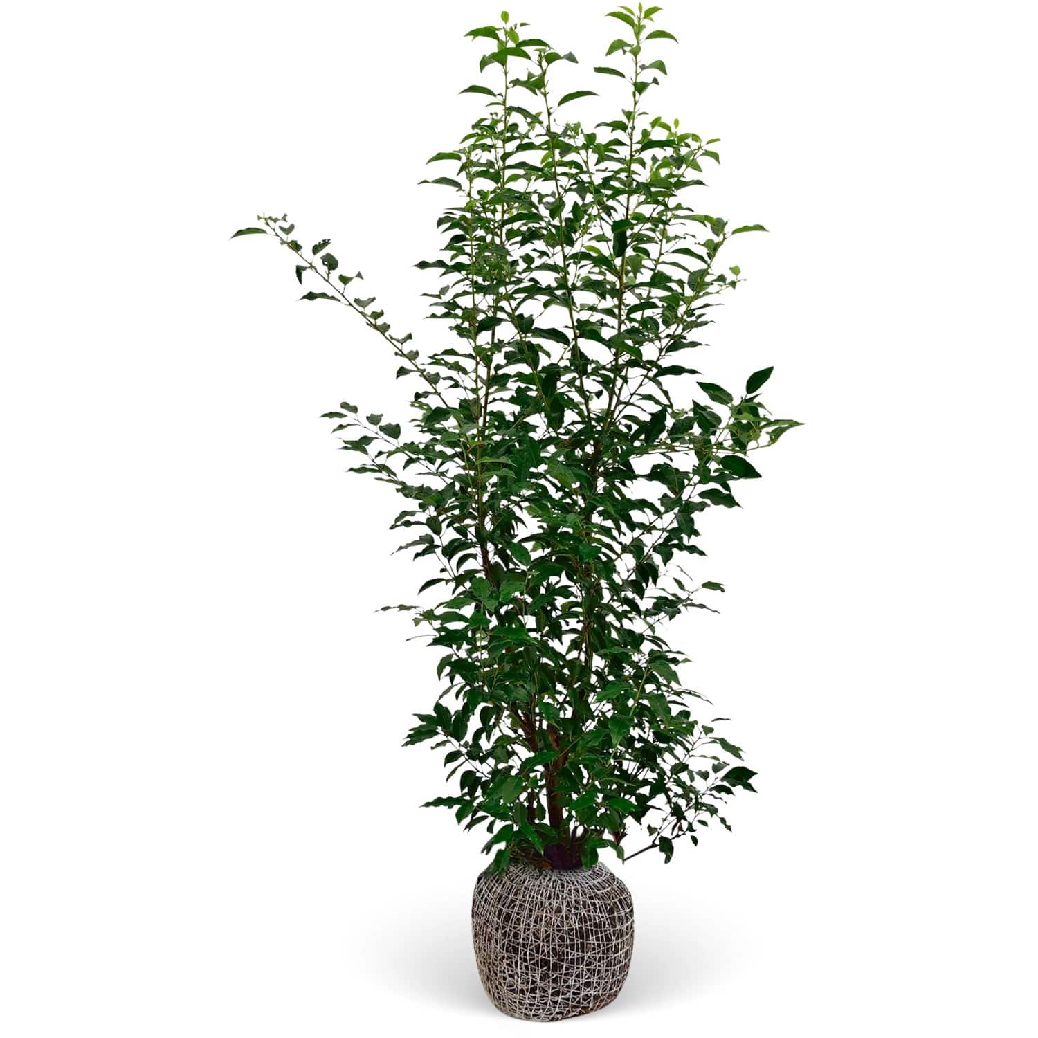 Kirschlorbeer Angustifolia Set à 10 Stück Höhe ca. 150-175cm Prunus