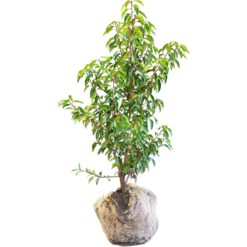 Kirschlorbeer Angustifolia Set à 20 Stück Höhe ca. 100-125cm Prunus