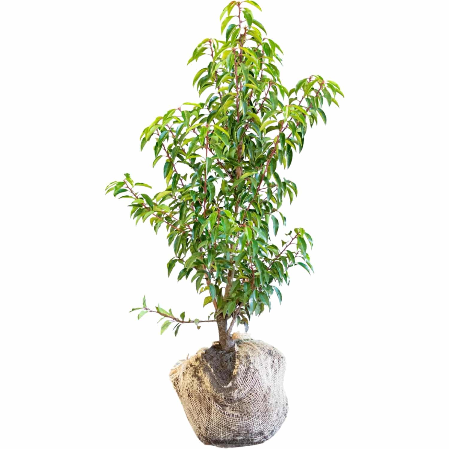 Kirschlorbeer Angustifolia Set à 40 Stück Höhe ca. 100-125cm Prunus