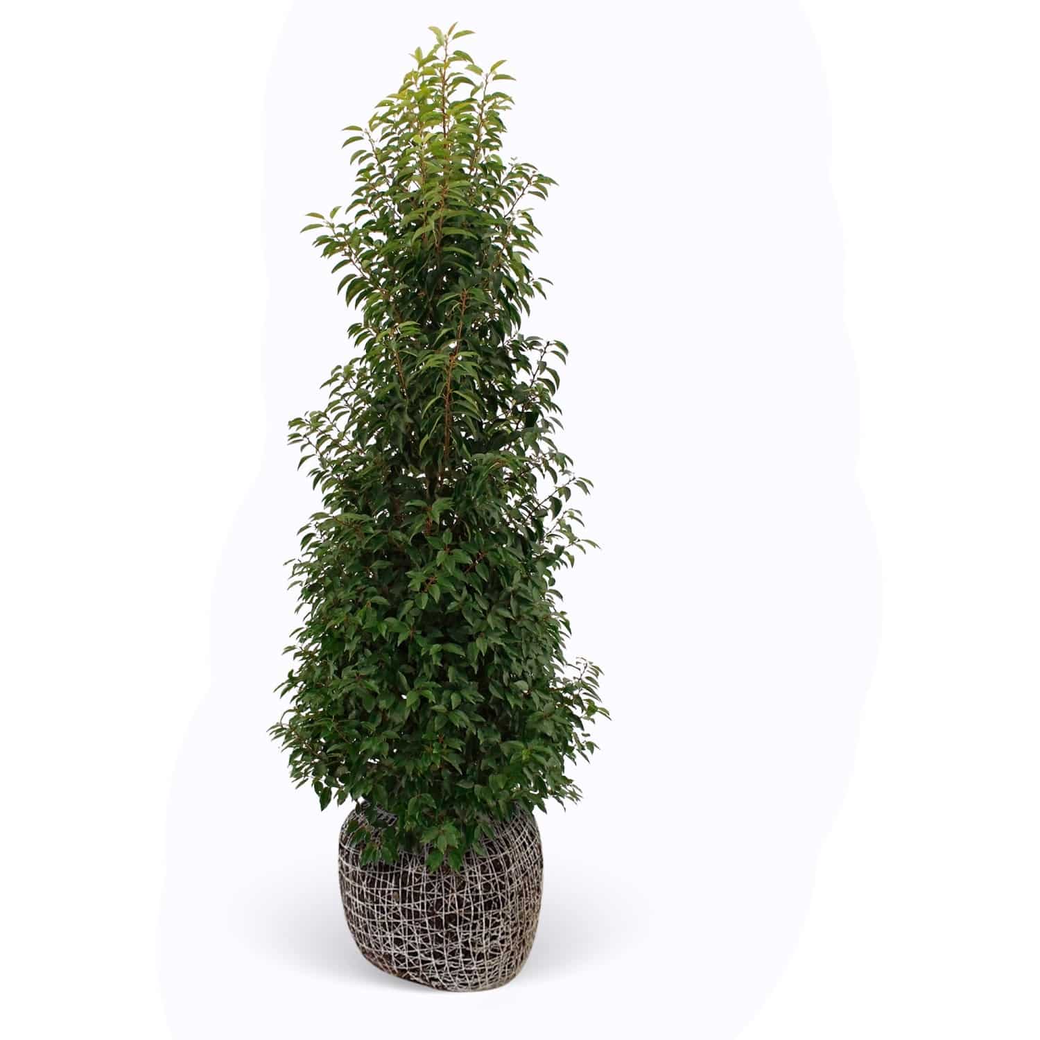 Kirschlorbeer Angustifolia Set à 8 Stück Höhe ca. 200-225 cm Prunus