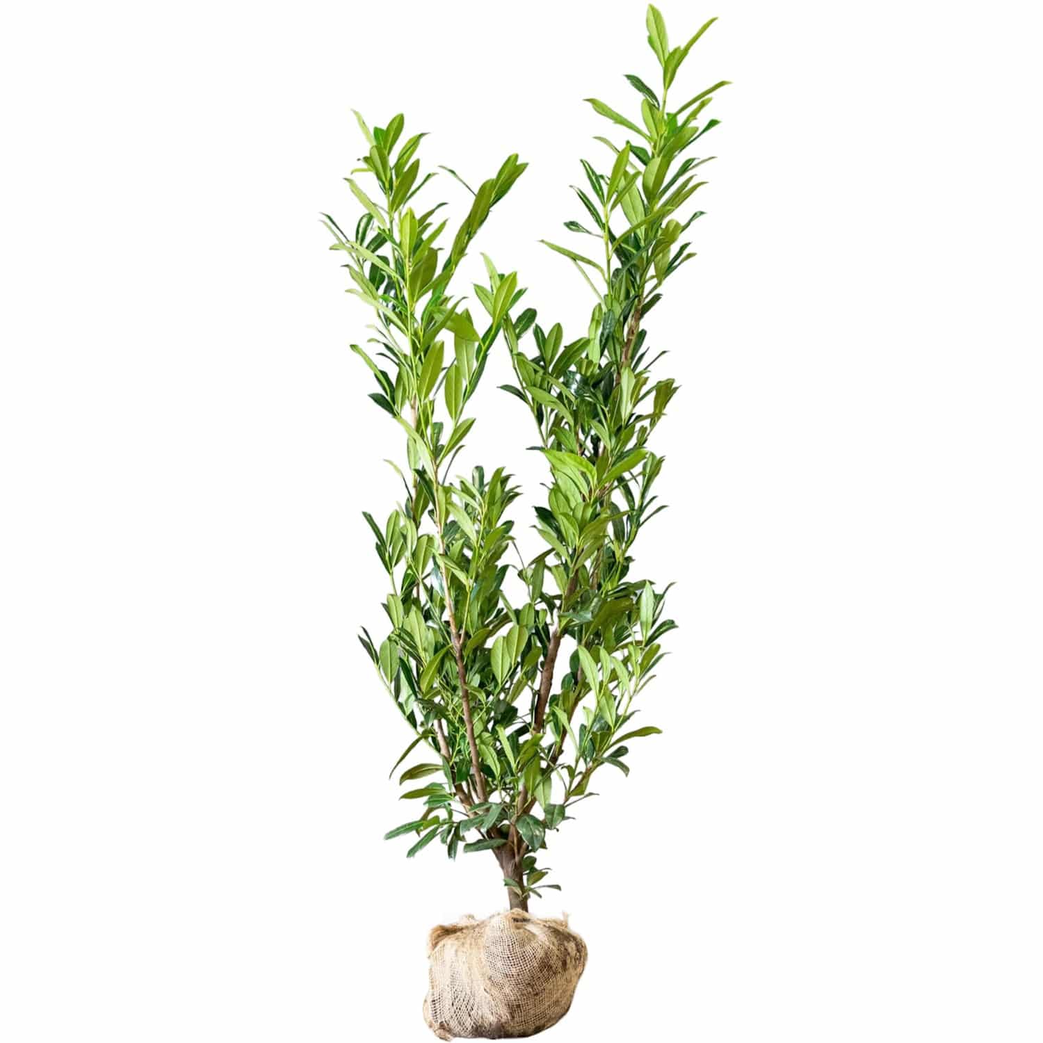 Kirschlorbeer Caucasica Set à 100 Stück Höhe ca. 60 - 80 cm Ballenware