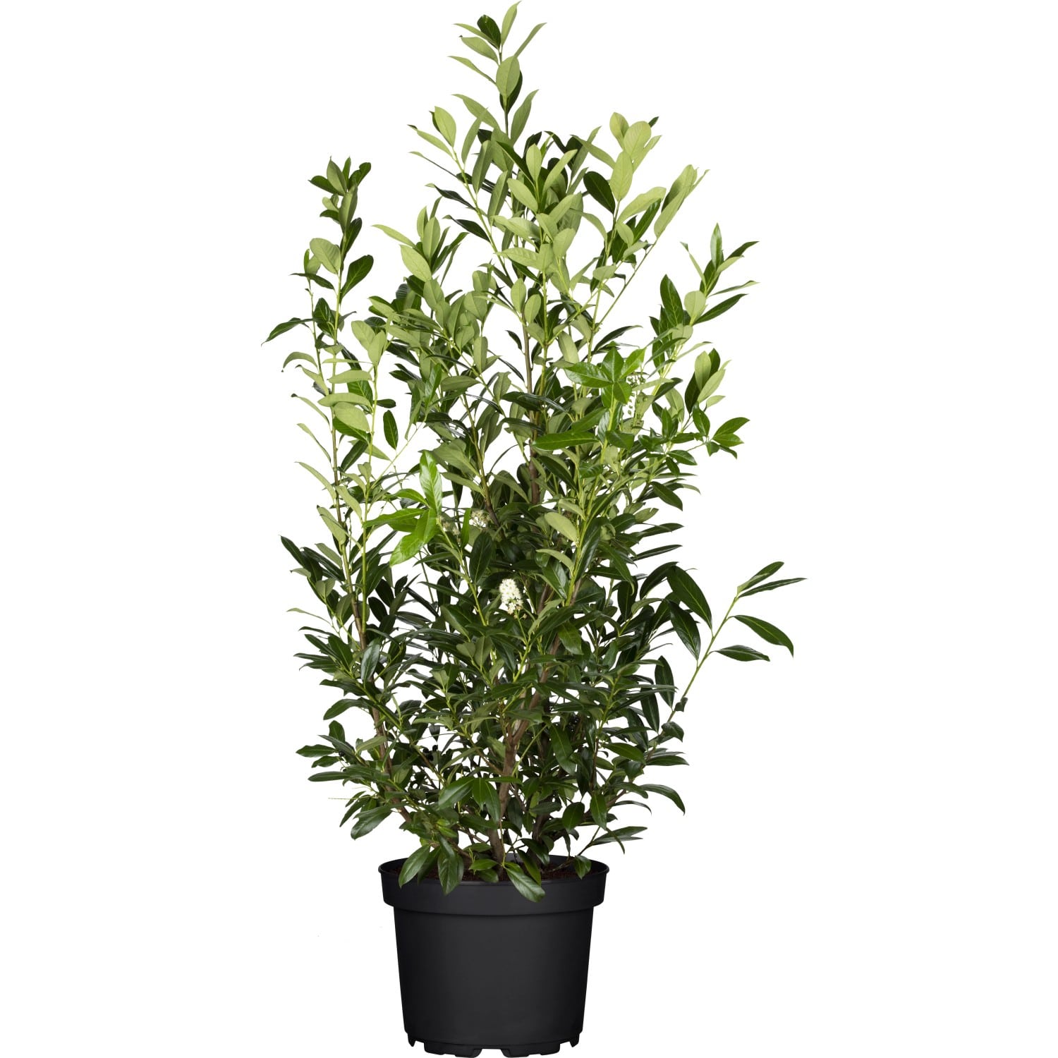 Kirschlorbeer Caucasica Set à 60 Stück Höhe ca. 60 - 80 cm Prunus