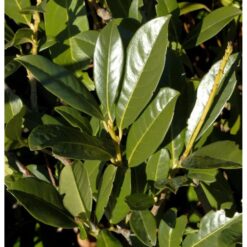 Kirschlorbeer Elly 40-60cm - Prunus