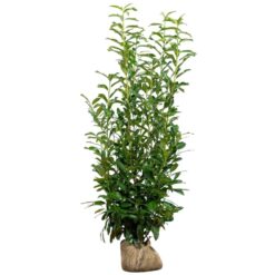 Kirschlorbeer Genolia Set à 10 Stück Höhe ca. 125 - 150 cm Prunus