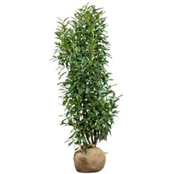 Kirschlorbeer Genolia Set à 10 Stück Höhe ca. 150 - 175 cm Prunus