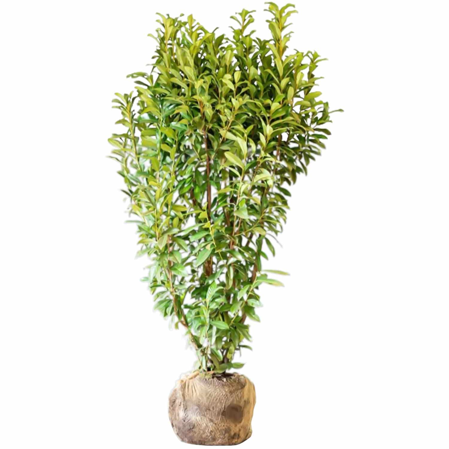 Kirschlorbeer Genolia Set à 15 Stück Höhe ca. 175 - 200 cm Ballenware Prunus