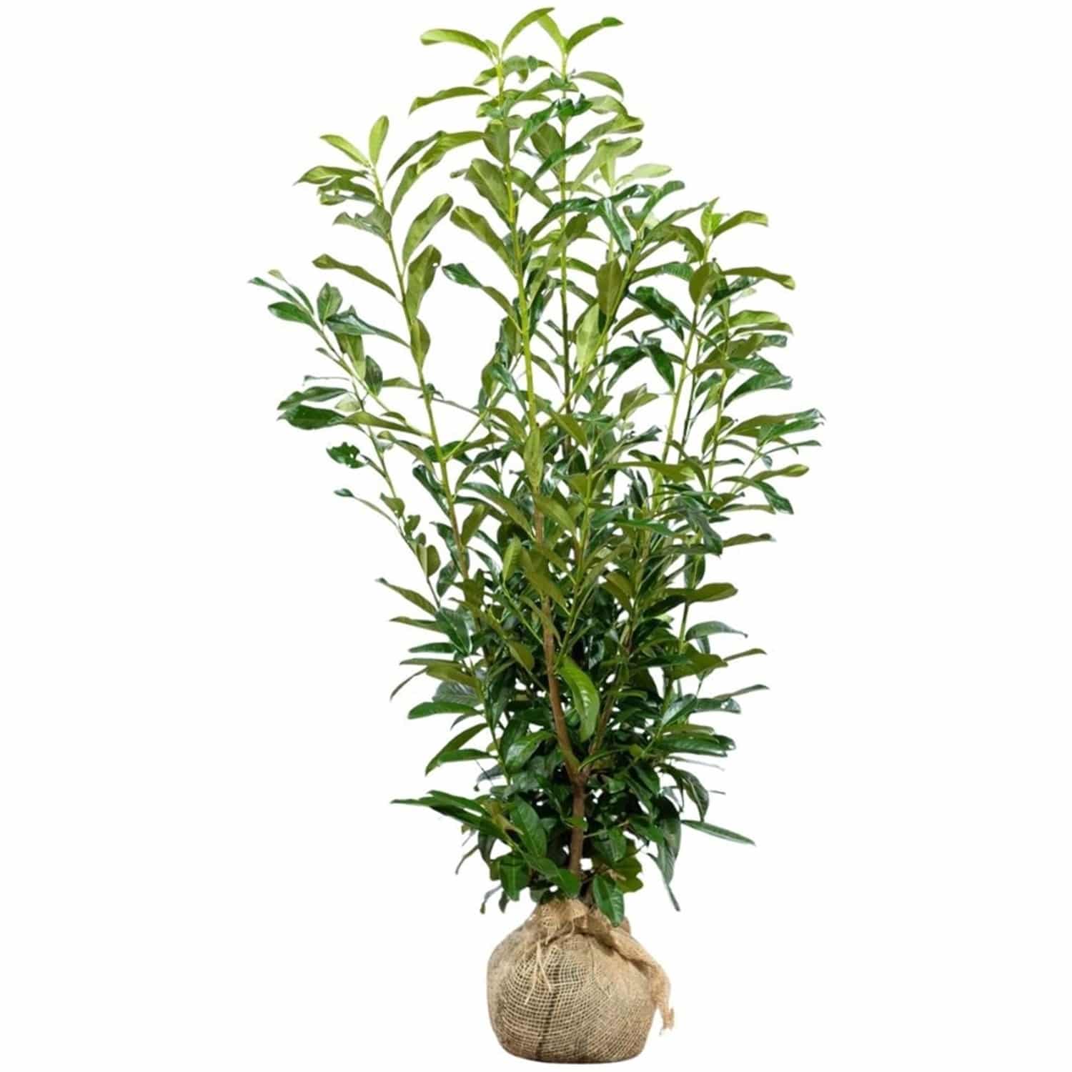 Kirschlorbeer Genolia Set à 40 Stück Höhe ca. 100 - 125 cm Prunus