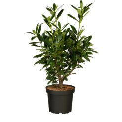 Kirschlorbeer Genolia Set à 45 Stück Höhe ca. 60 - 80 cm Prunus
