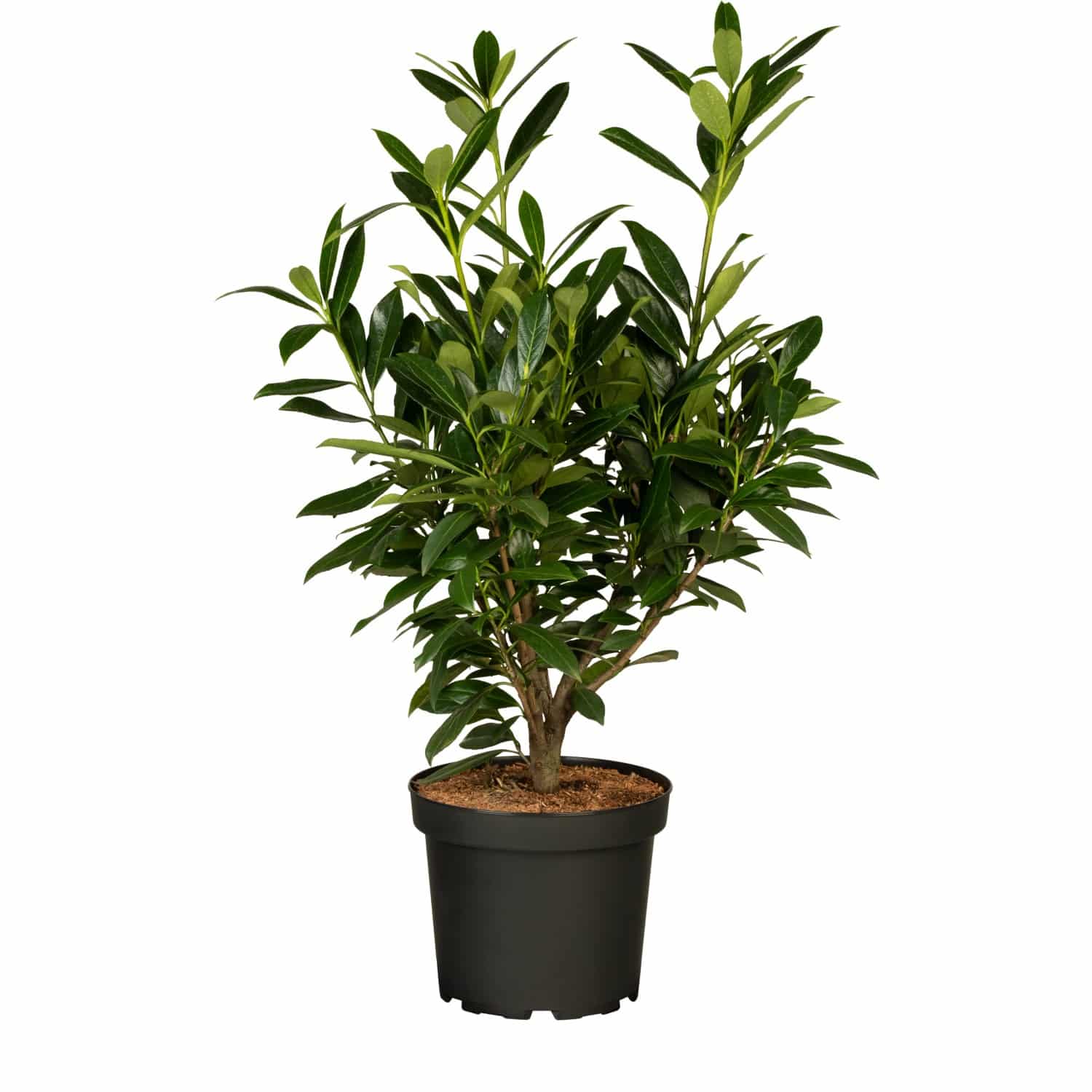 Kirschlorbeer Genolia Set à 60 Stück Höhe ca. 60 - 80 cm Prunus