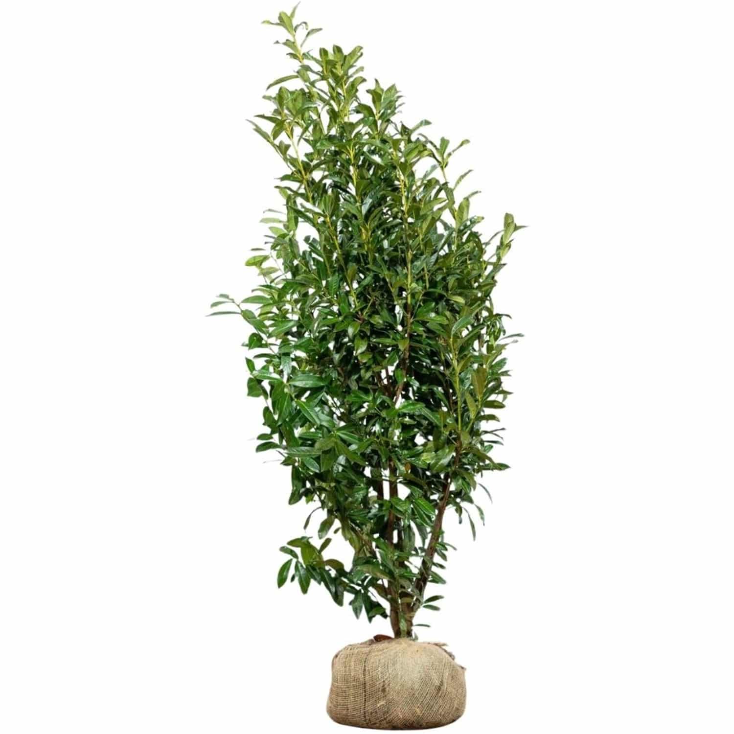 Kirschlorbeer Genolia Set à 8 Stück Höhe ca. 175 - 200 cm Prunus