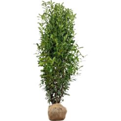 liguster atrovirens 150-175 Liguster Ligustrum vulgare Atrovirens Höhe 125-150 cm Ballenware main image 0