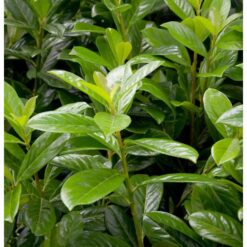 Kirschlorbeer Novita 100-125cm - Prunus