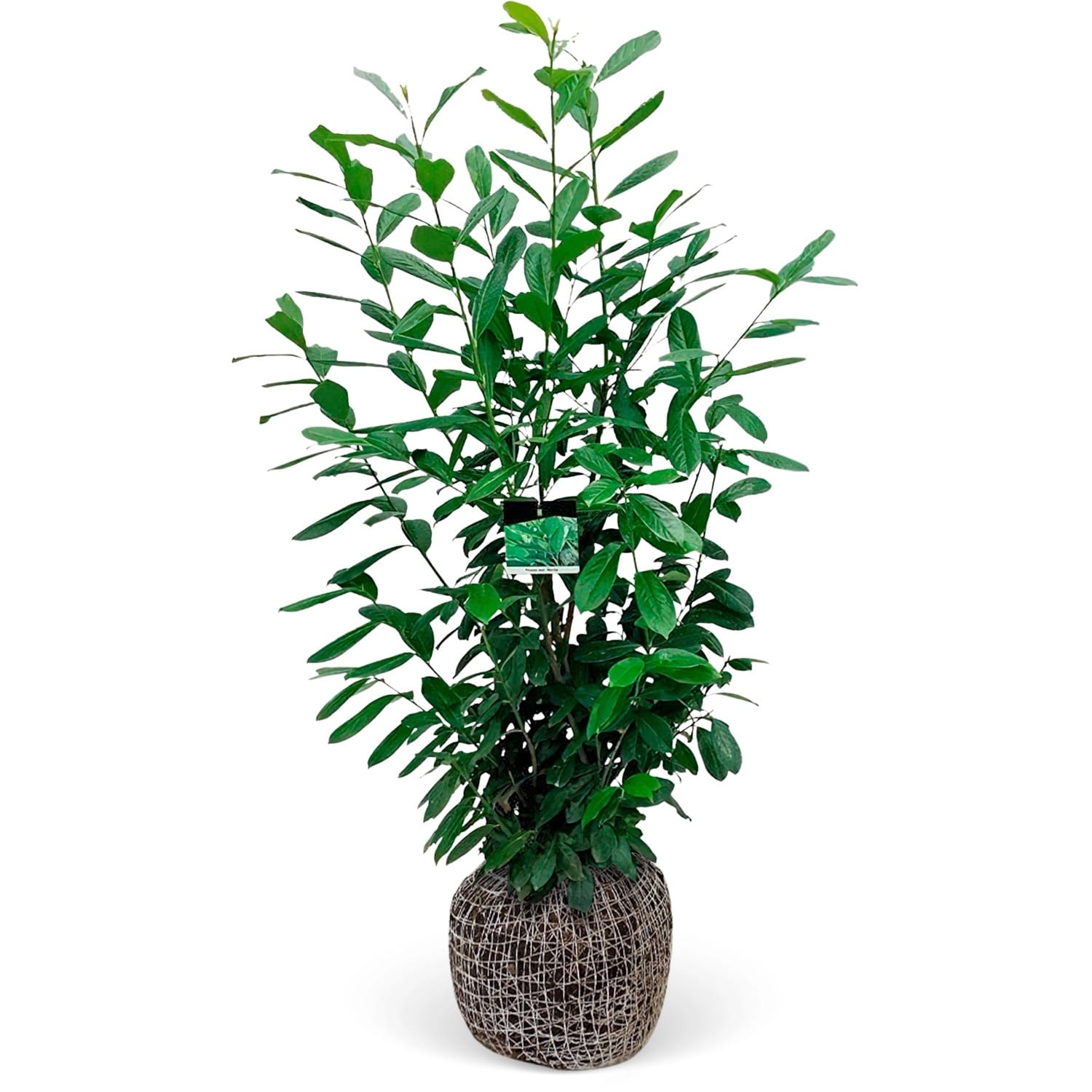 Kirschlorbeer Novita Set à 10 Stück Höhe ca. 125 - 150 cm Prunus