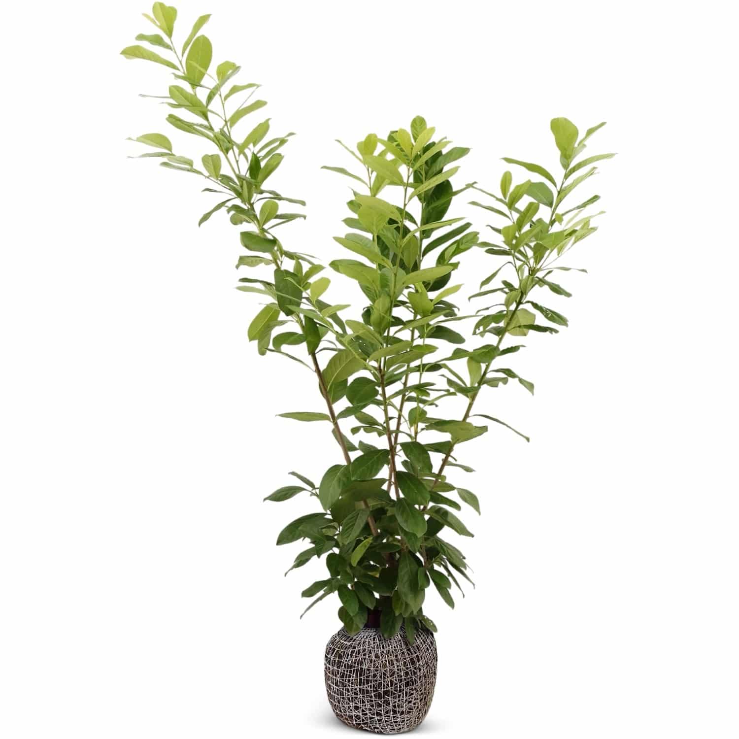 Kirschlorbeer Novita Set à 10 Stück Höhe ca. 150 - 175 cm Prunus