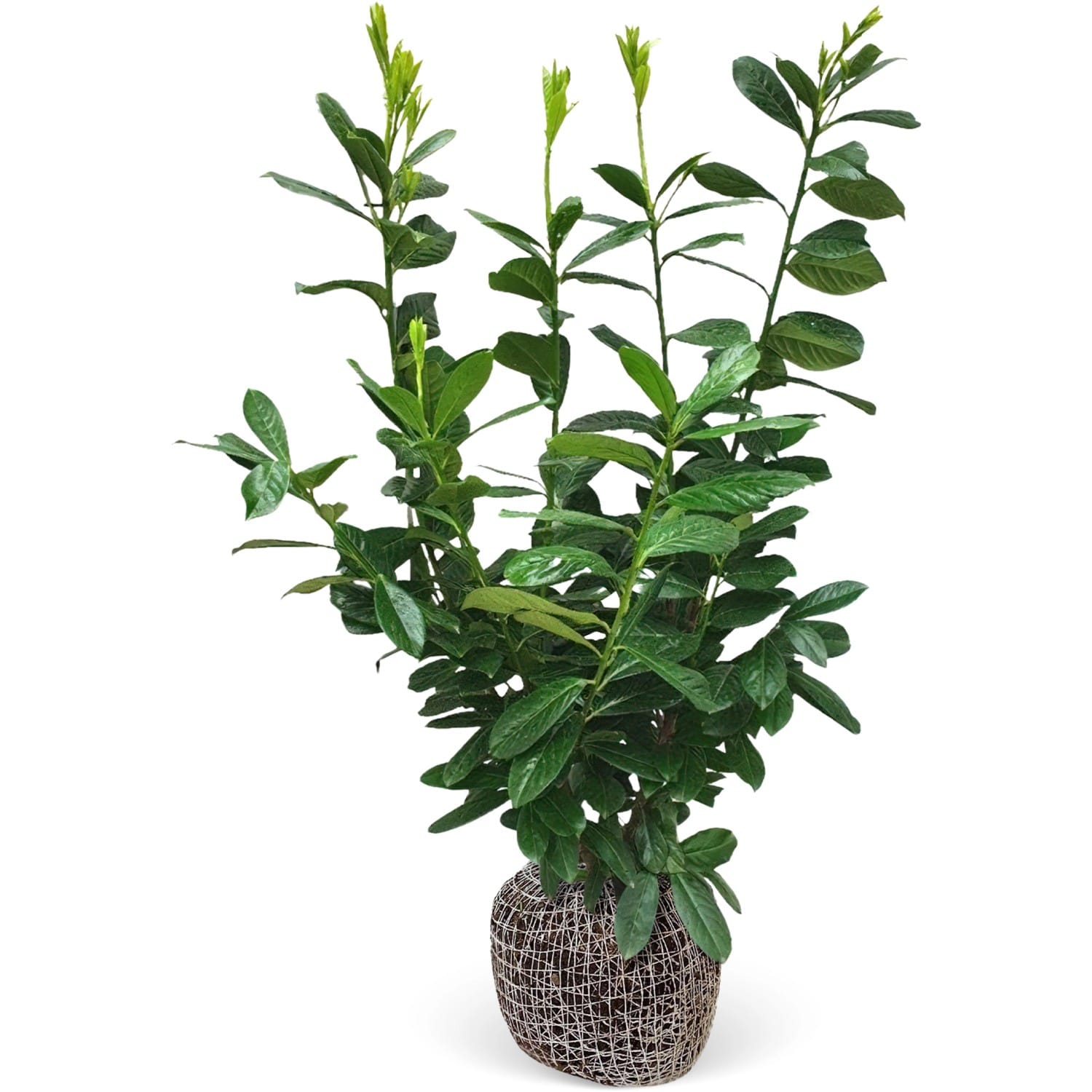 Kirschlorbeer Novita Set à 20 Stück Höhe ca. 100 - 125 cm Prunus