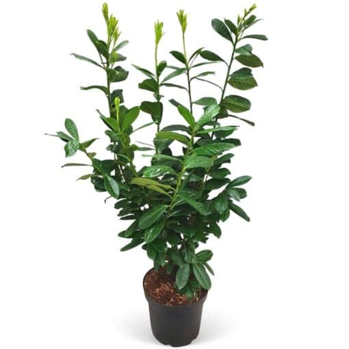Kirschlorbeer Novita Set  50 Stck Hhe ca. 80 - 100 cm Topf ca. 5, Prunus  hier kaufen