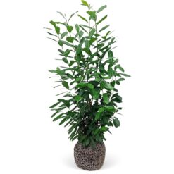 Kirschlorbeer Novita Set à 6 Stück Höhe ca. 175 - 200 cm Prunus