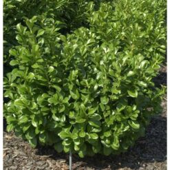 Lorbeerkirsche Etna 100-125cm - Prunus