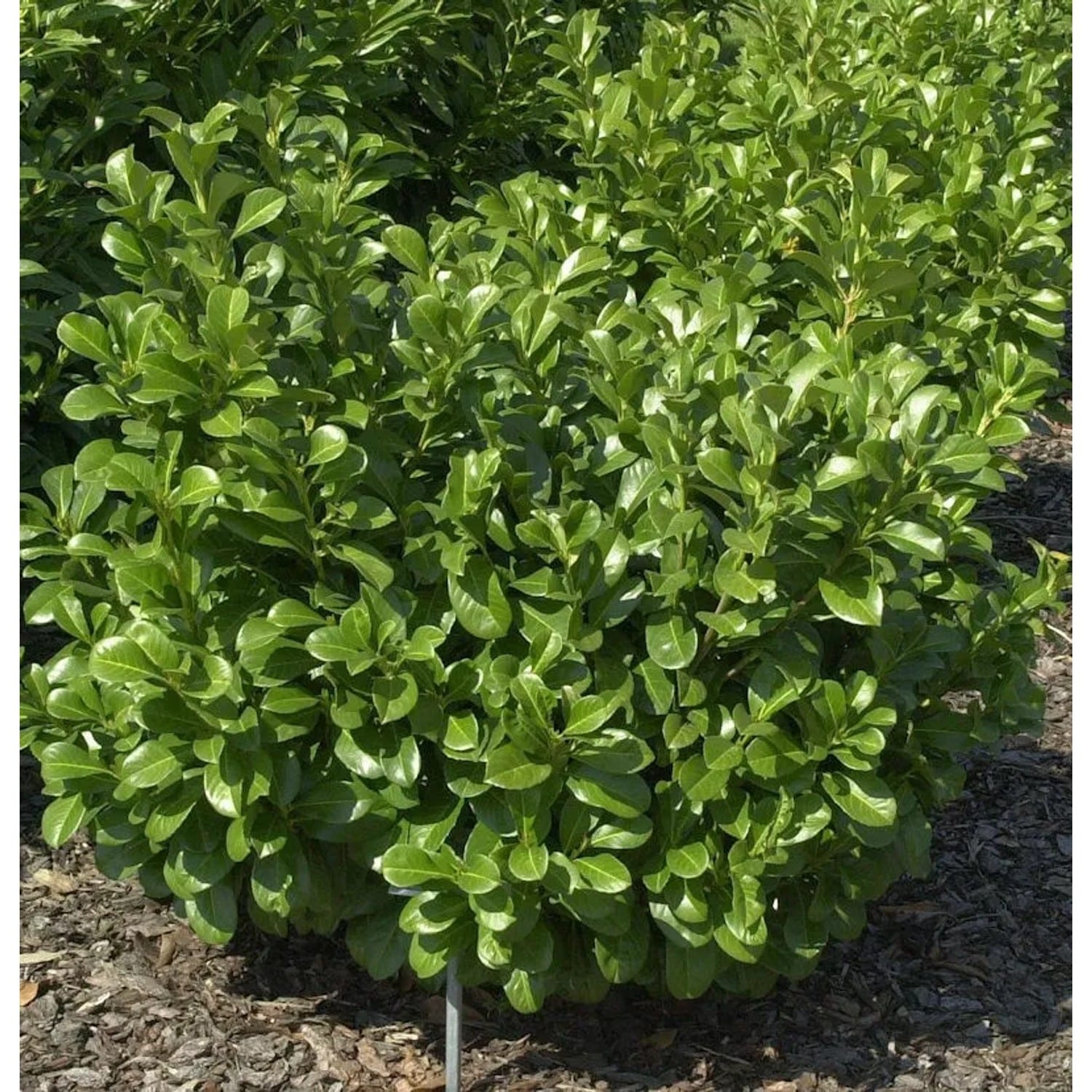 Lorbeerkirsche Etna 60-80cm - Prunus