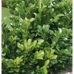 Lorbeerkirsche Kleopatra 40-60cm - Prunus