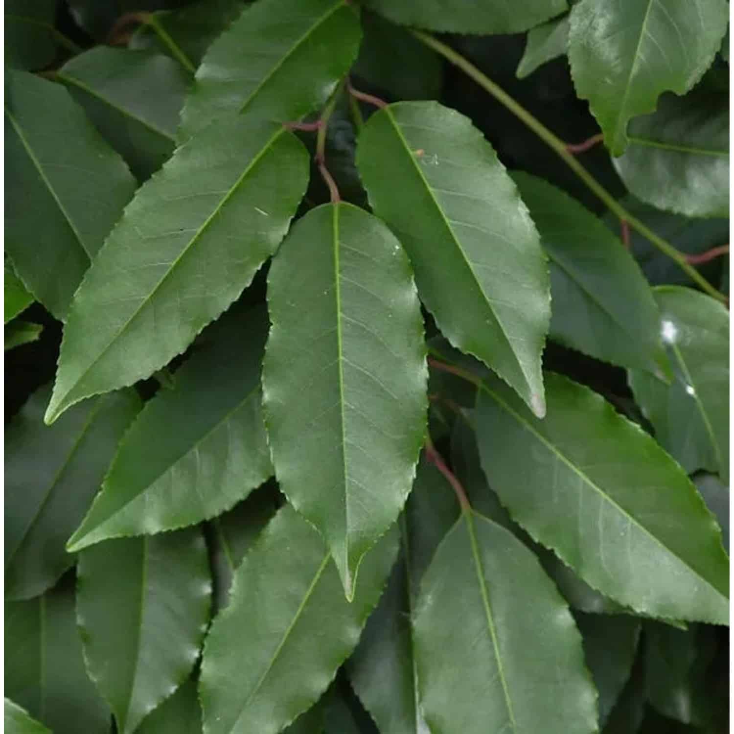 Portugiesische Lorbeerkirsche 60-80cm - Prunus