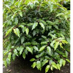 Portugiesische Lorbeerkirsche Angustifolia 40-60cm - Prunus,usitanica hier  kaufen