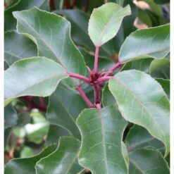 Portugiesische Lorbeerkirsche Brenelia 40-60cm - Prunus