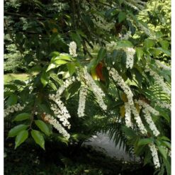 Portugiesischer Kirschlorbeer Myrtifolia 100-125cm - Prunus