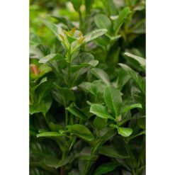 Prunus