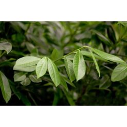 Prunus