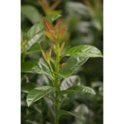 Prunus
