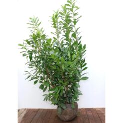 Prunus