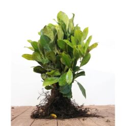 OBI Kirschlorbeer Novita Hhe ca. 50 - 60 cm Topf ca. 5, Prunus hier kaufen