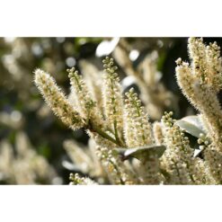 Prunus
