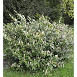 Zwerglorbeerkirsche Piri 30-40cm - Prunus