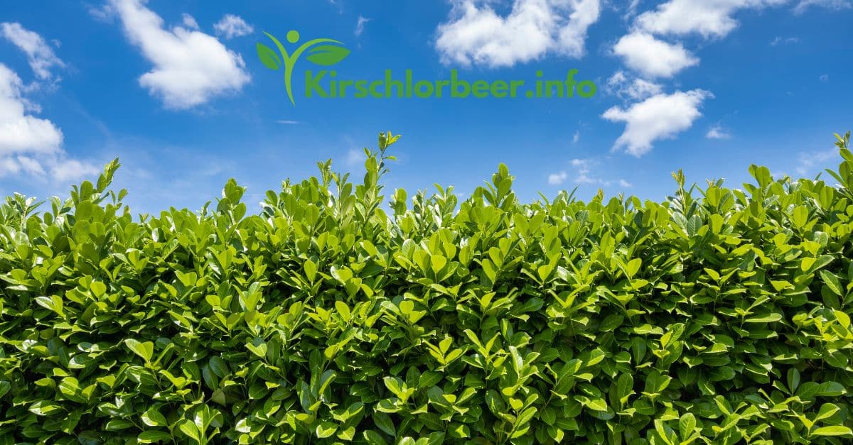 Kirschlorbeer Magazin & Ratgeber | Pflege, Schnitt & Sorten